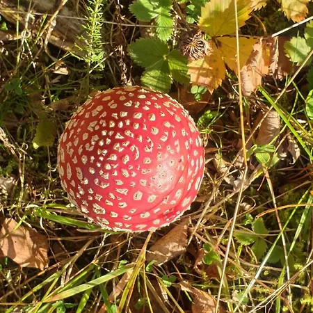 Siedlisko Pod Aniolem