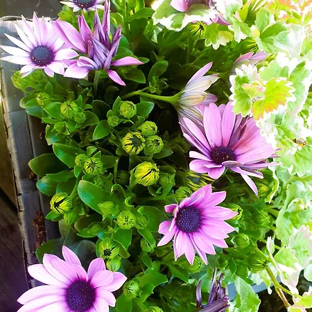 Siedlisko Pod Aniolem Feriehus *