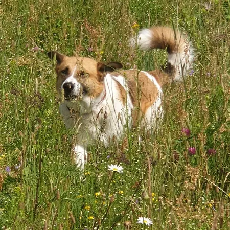Siedlisko Pod Aniolem Feriehus