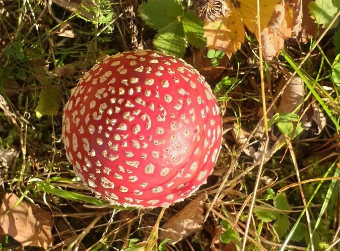 Siedlisko Pod Aniolem