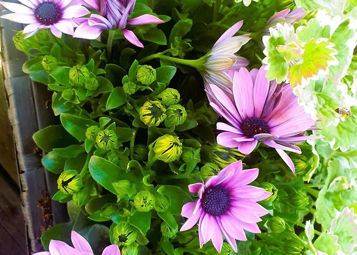 Siedlisko Pod Aniolem Semesterbostad *