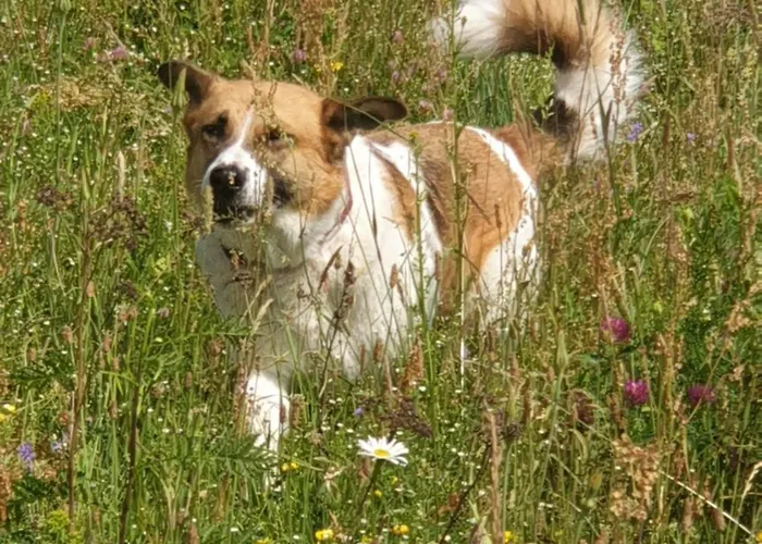 Siedlisko Pod Aniolem Semesterbostad
